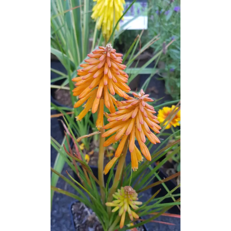 Kniphofia 'Poco Orange'® / Tritoma compact orange / Tison de satan / Conteneur de 1 à 1.9 litres / Vivace