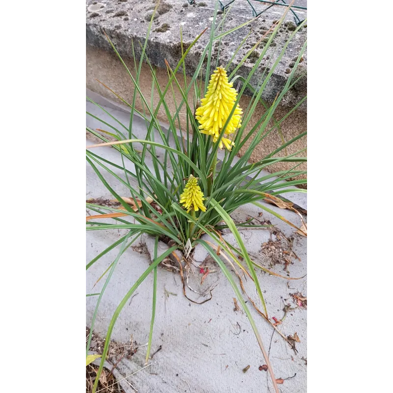 Kniphofia POCO® YELLOW 'Tnknipy' / Tritoma compact jaune / Tison de satan / Conteneur de 1 à 1.9 litres / Vivace