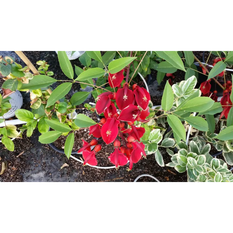 Erythrina compacta 'Zwijnenburg' / Conteneur de 1 à 1.9 litres