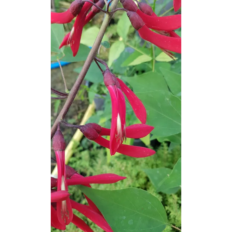 Erythrina x 'Kylian Julien' / Conteneur de 1 à 1.9 litres