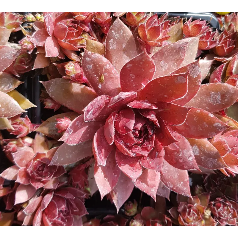 Sempervivum BIG SAM™ 'Power Grenade' / Sempervivum rose bordeaux / Coupe de 12 cm / Succulente