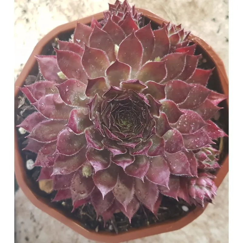 Sempervivum CHICK CHARMS® 'Butterscotch baby' / Joubarbe / Coupe de 12 cm / Succulente