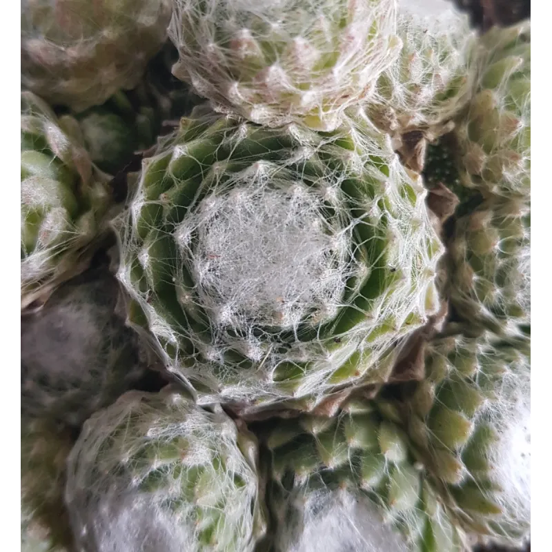 Sempervivum COLOROCKZ® ARCTIC WHITE® 'belsemcob02' / Joubarbe blanche / Coupe de 12 cm / Succulente