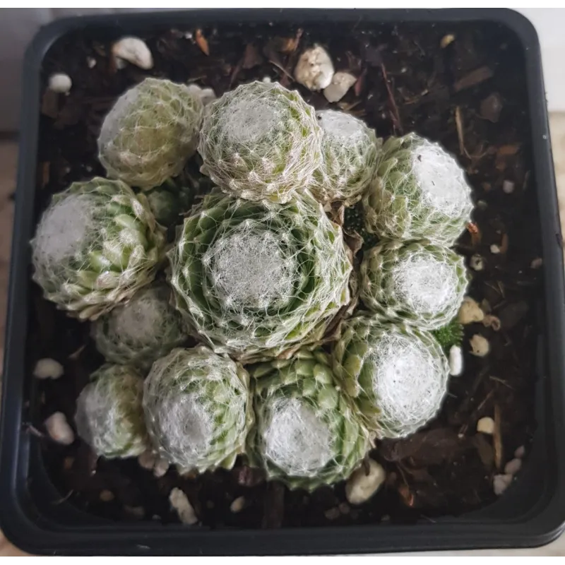 Sempervivum COLOROCKZ® ARCTIC WHITE® 'belsemcob02' / Joubarbe blanche / Godet / Succulente