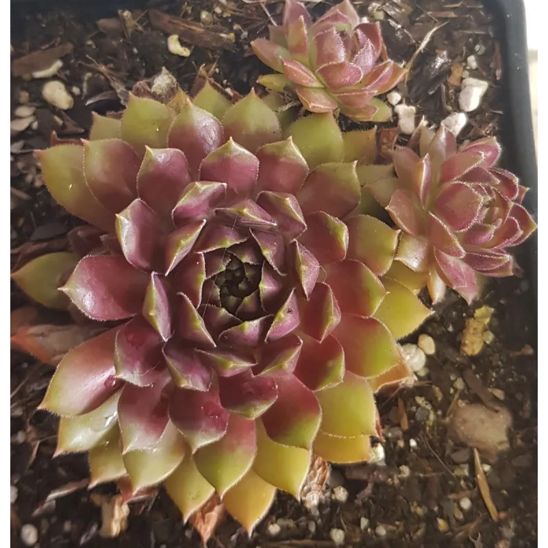 Sempervivum 'Dr Fritz Kolhein' / Godet / Succulente