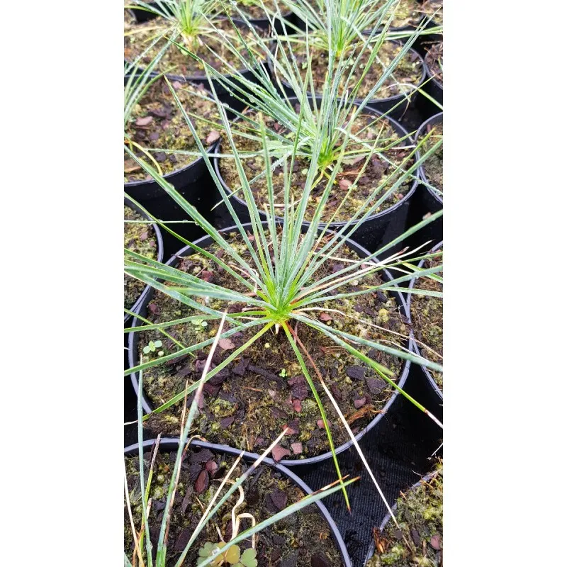 Yucca linearifolia 'Pendula' / Conteneur de 2 à 2.9 litres