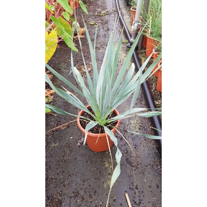 Yucca x 'French Flag' cov / Conteneur de 2 à 2.9 litres