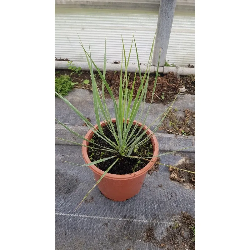 Yucca rostrata 'Sapphire Skies' ® / Yucca rostrata Bleu / Conteneur de 2 à 2.9 litres