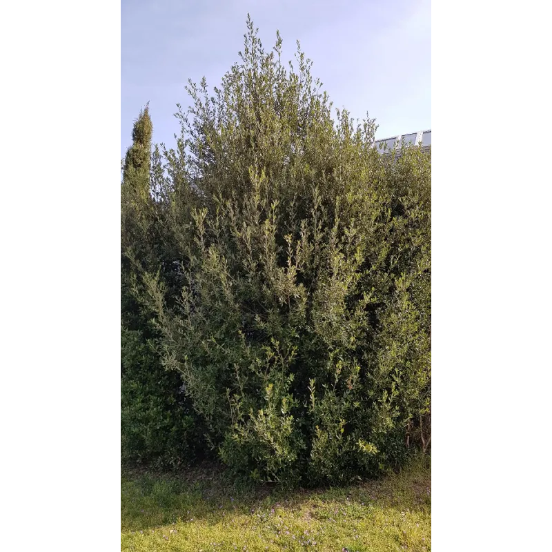 Quercus Ilex (semis) / Chêne vert / Conteneur de 5 à 10 litres / Touffe
