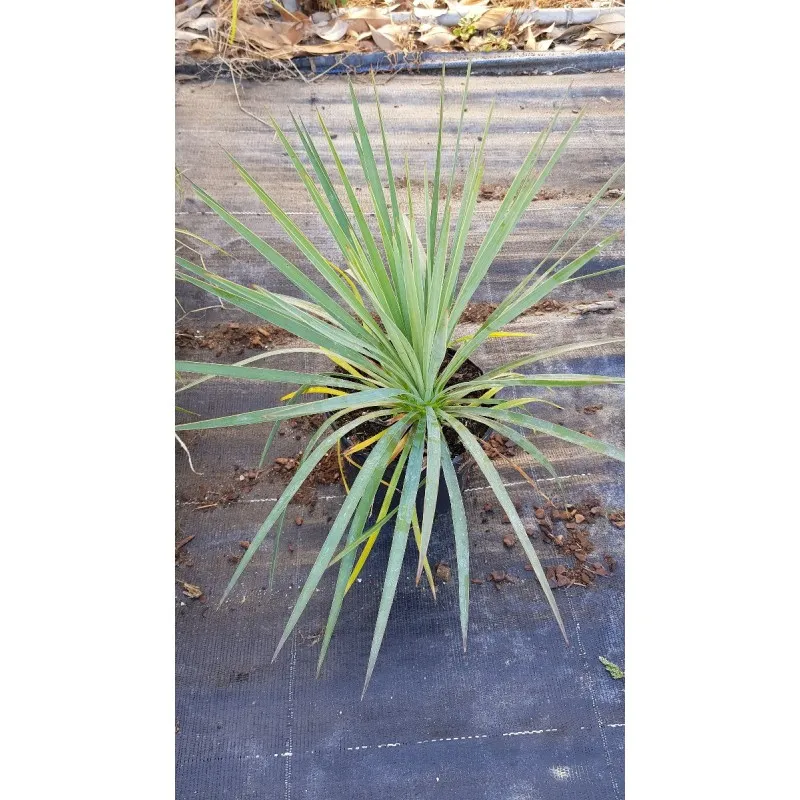 Yucca x 'Katana'® / Conteneur de 2 à 2.9 litres