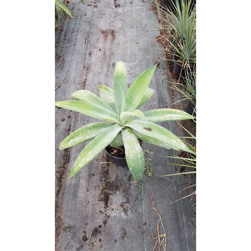 Agave attenuata 'Blue Olivia' / Agave à cou de cygne bleu / Conteneur de 2 à 2.9 litres