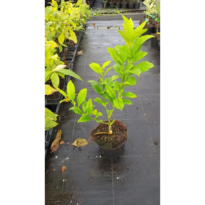 Citrus limon 'Lunario' greffé sur Poncirus trifoliata / Citronnier 4 Saisons 'Lunario' / Conteneur de 1 à 2.9 litres / Touffe