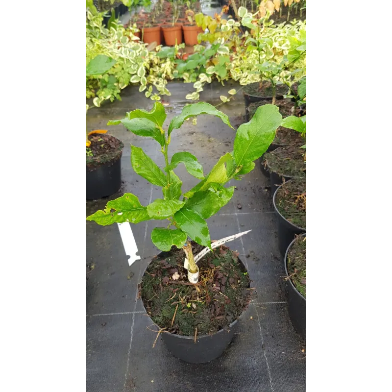 Citrus limon 'Cappuccio' greffé sur Poncirus trifoliata / Citronnier compact à citron prime sans pépins / Conteneur de 2 à 2.9 l