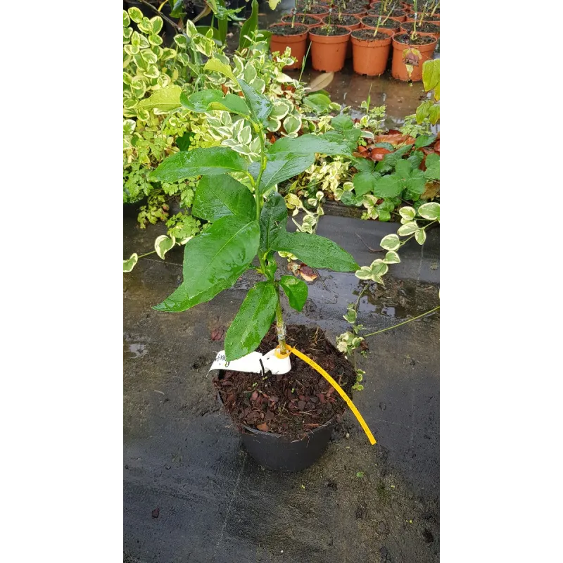 Citrus bergamia greffé sur FA5® / Bergamotier / Conteneur de 2 à 2.9 litres / Touffe