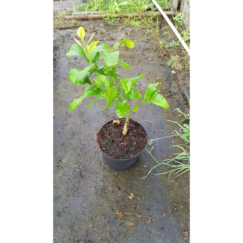 Citrus paradisi greffé sur Poncirus trifoliata / Pomelos Rose / Conteneur de 2 à 2.9 litres / Touffe