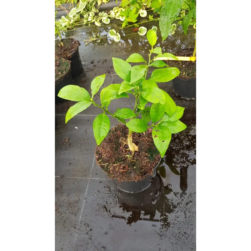 Citrus x paradisi 'Famin' greffé sur Poncirus trifoliata / Pomelos jaune / Conteneur de 2 à 2.9 litres / Touffe