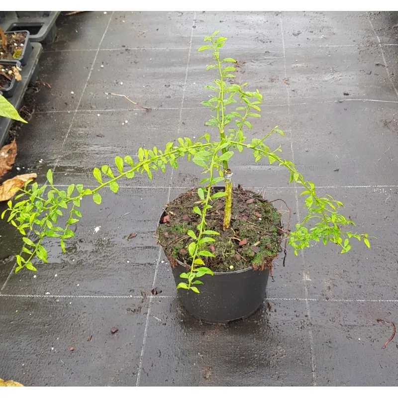 Citrus australasica 'Red Champagne' greffé sur Poncirus trifoliata / Citronnier caviar 'Red Champagne' / Conteneur de 2 à 2.9 li