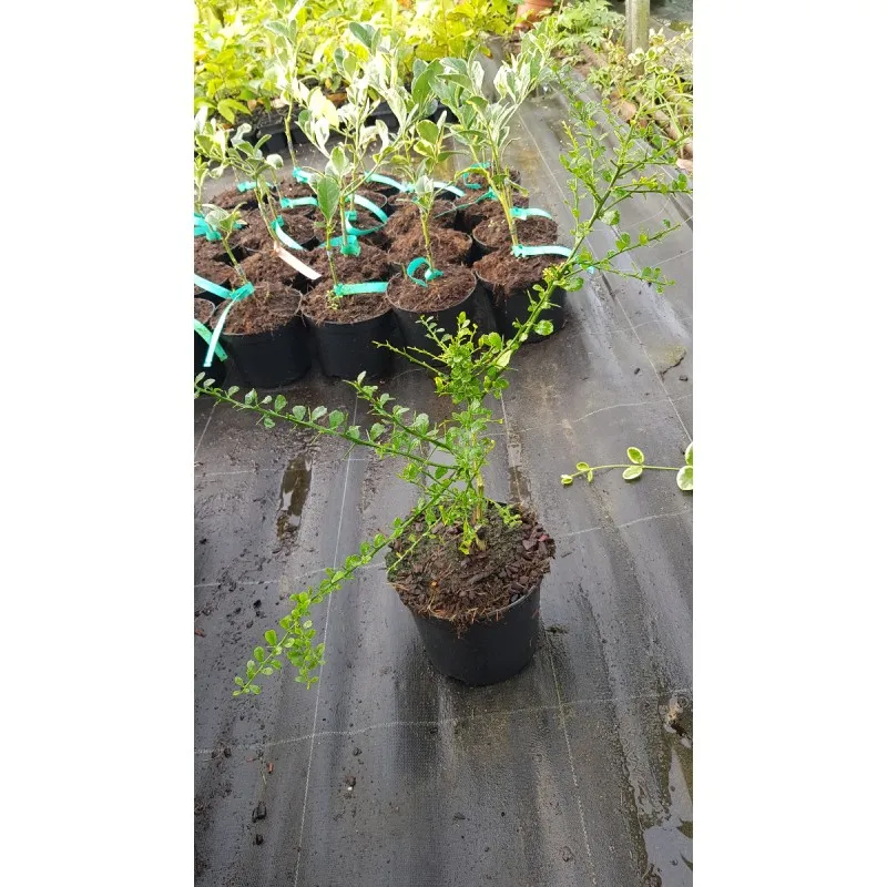 Citrus australasica 'Pink Ice' greffé sur Poncirus trifoliata / Citronnier caviar 'Pink Ice' / Conteneur de 2 à 2.9 litres / Tou