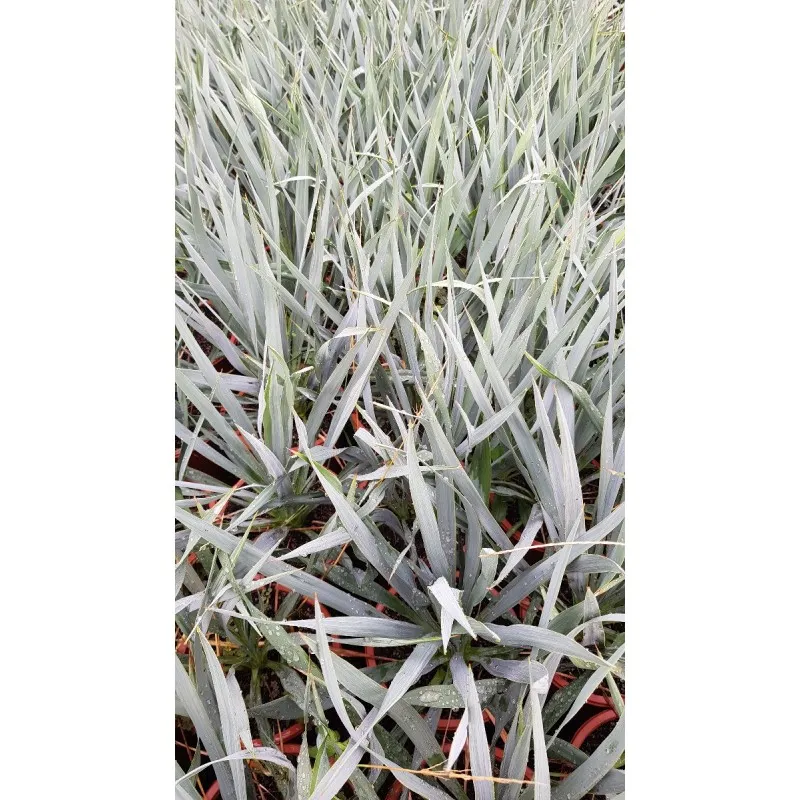 Yucca x 'French Flag' cov / Conteneur de 1 à 1.9 litres