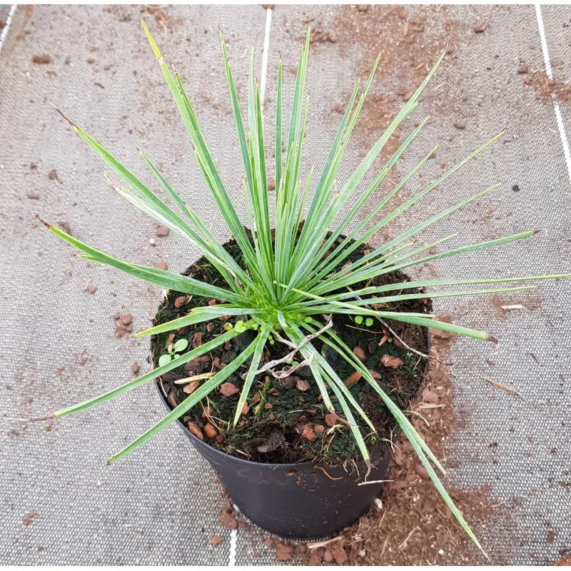 Yucca linearifolia 'GreenFin' / Conteneur de 2 à 2.9 litres