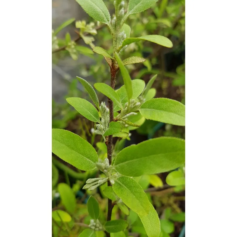 Elaeagnus umbellata Pointilla® 'Amoroso' / Chalef d'automne à baies rouges / Goumi du Japon / Godet