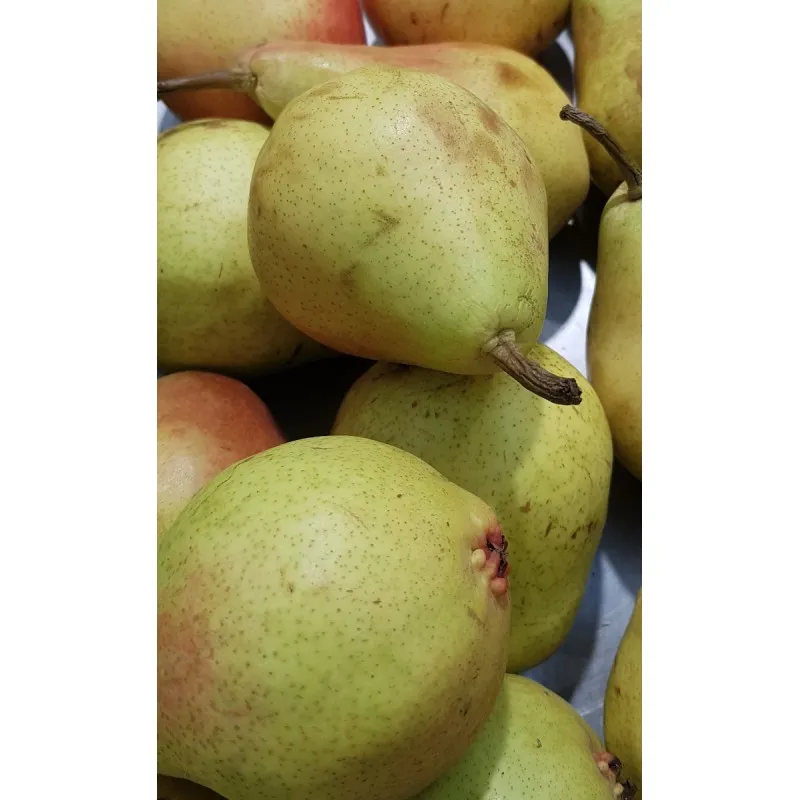 Pyrus communis 'Beurré Royal' / Poirier Beurré Royal / Godet Anti-Chignon / Scion / Fruitier