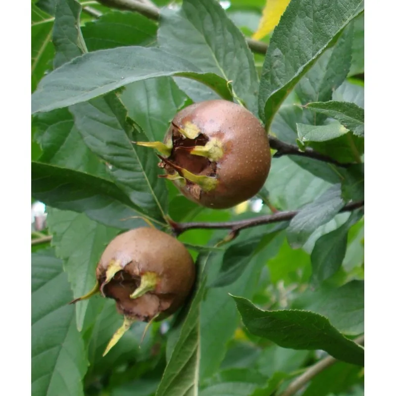 Mespilus germanica / Néflier d'Allemagne / Godet Anti-Chignon / Scion / Fruitier
