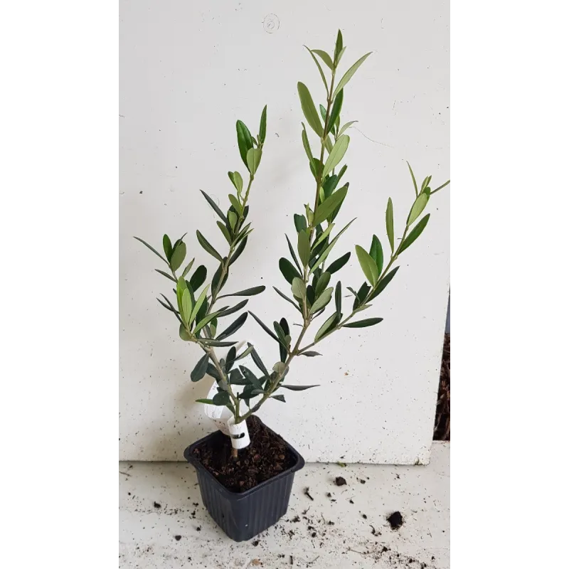 Olea europaea 'Lucques' / Olivier Lucquoise / Godet