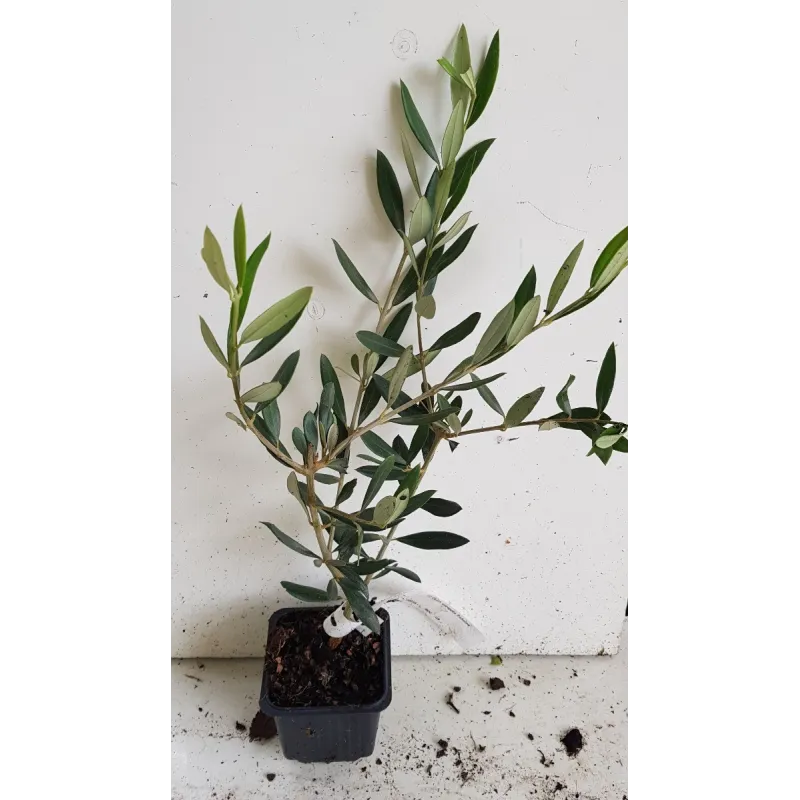 Olea europaea 'Picholine' / Olivier Picholine / Godet
