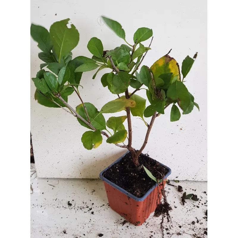 Prunus cerasus 'Oblacinska' / Griotte noire / Godet / Fruitier nain