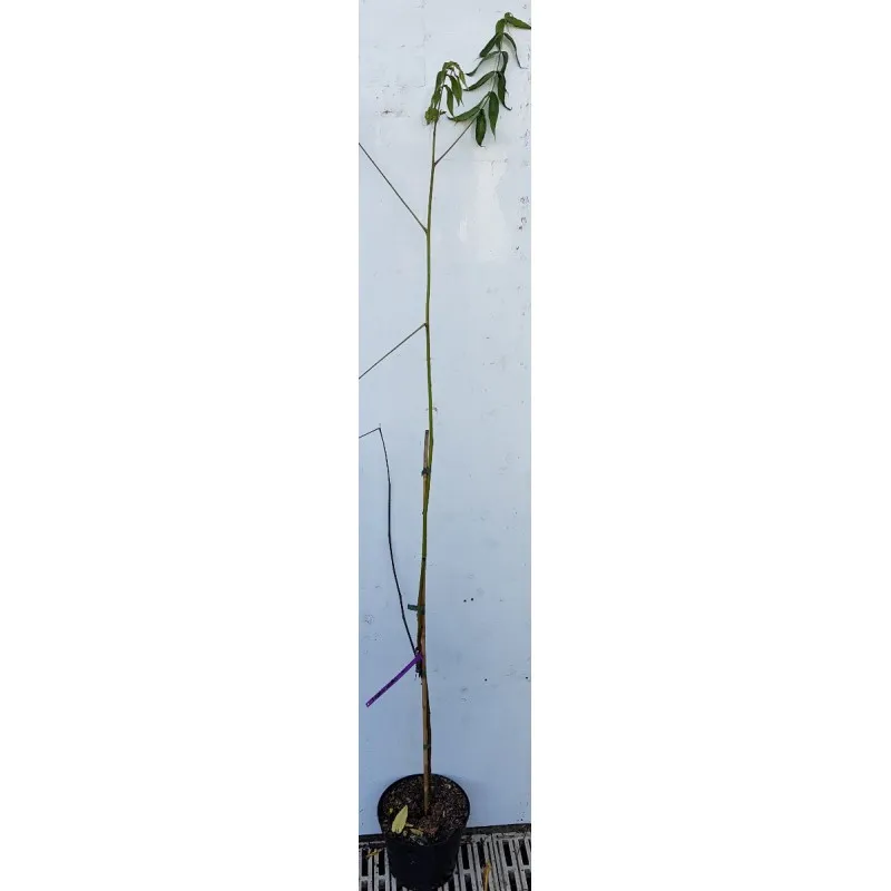 Juglans mollis / Noyer mexicain / Conteneur de 5 à 6 litres / Baliveau / Fruitier