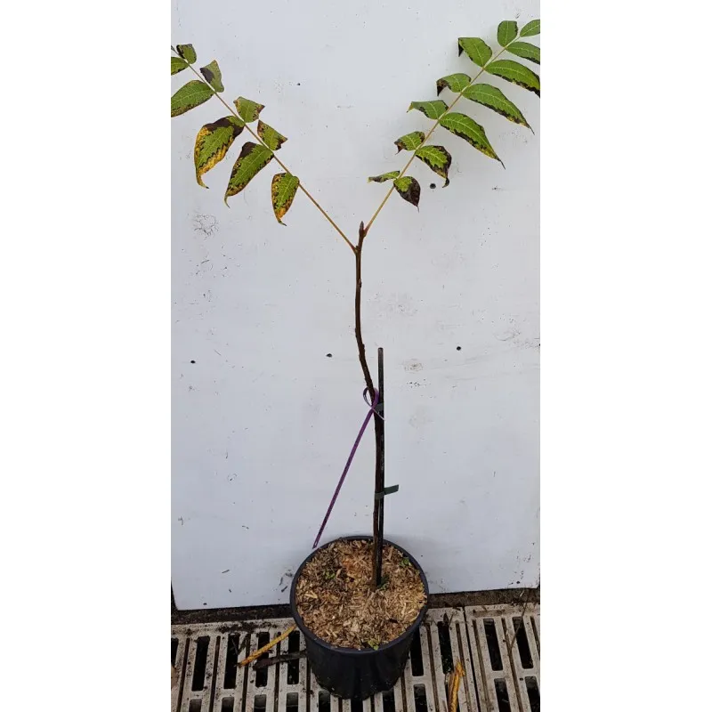 Juglans microcarpa / Noyer du Texas / Conteneur de 3 à 4 litres / Baliveau / Fruitier