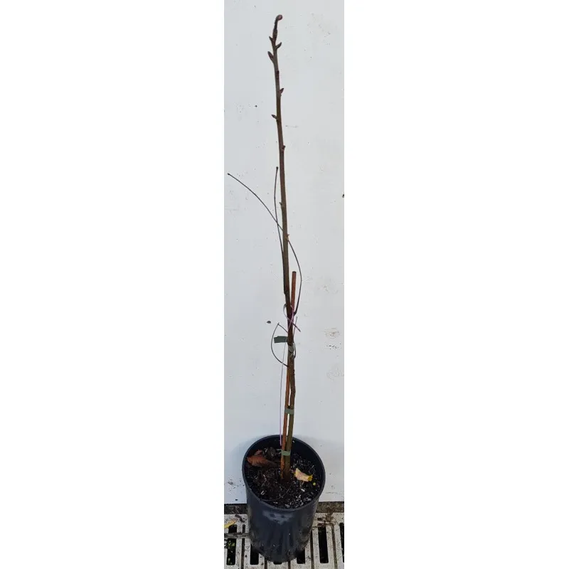 Carya ovata / Noyer blanc d'Amérique / Conteneur de 3 à 4 litres / Baliveau / Fruitier