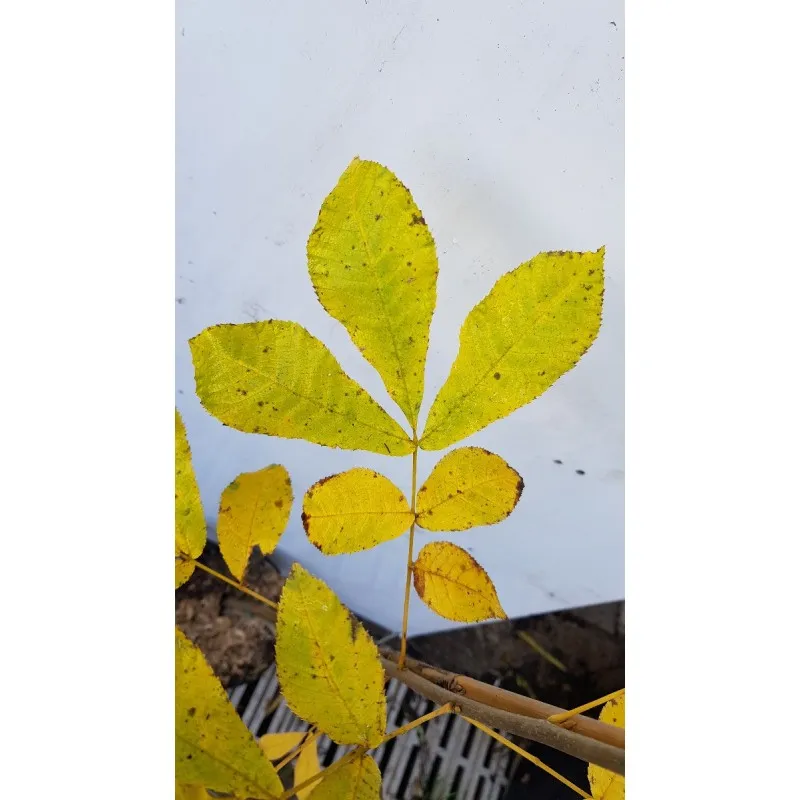 Carya illinoinensis / Pacanier à Noix de Pécan / Conteneur de 3 à 4 litres / Baliveau / Fruitier