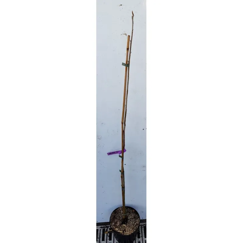 Carya amara / Noyer amère / Conteneur de 3 à 4 litres / Baliveau / Fruitier