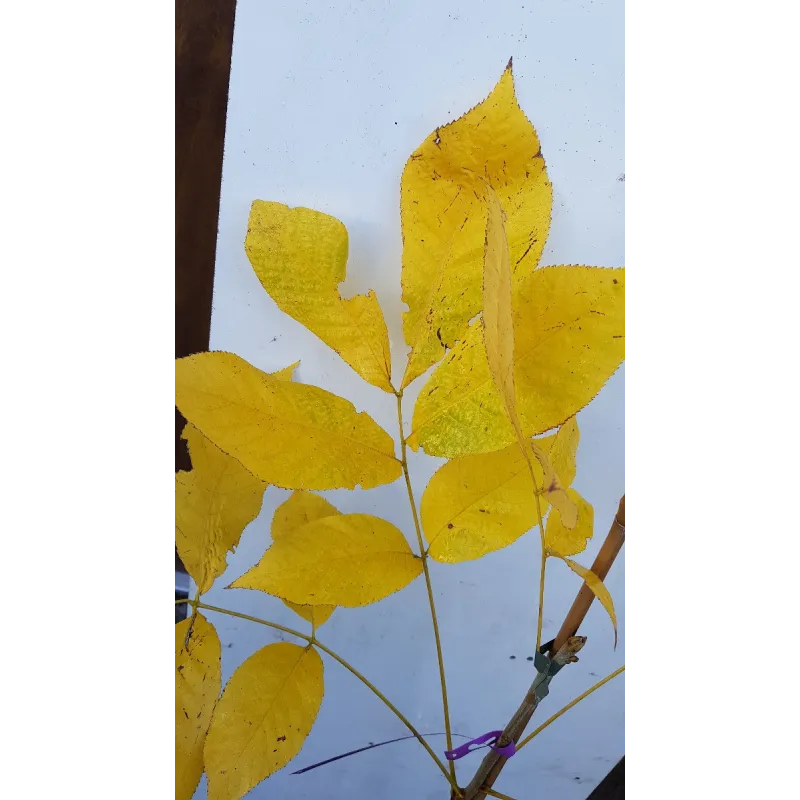 Carya carolinae-septentrionalis / Carier écailleux / Conteneur de 3 à 4 litres / Baliveau