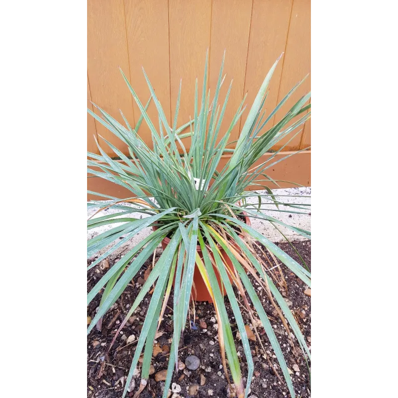 Yucca x 'Katana'® ( 3 Têtes) / Conteneur de 2 à 2.9 litres