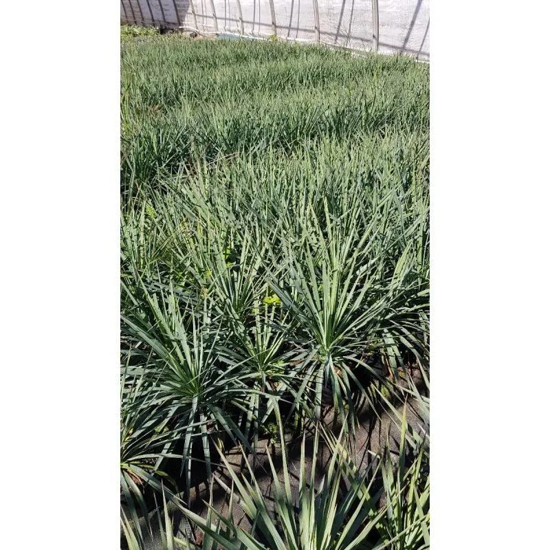 Yucca linearifolia x recurvifolia / Conteneur de 2 à 2.9 litres