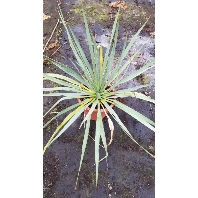 Yucca rostrata x filamentosa / Conteneur de 2 à 2.9 litres