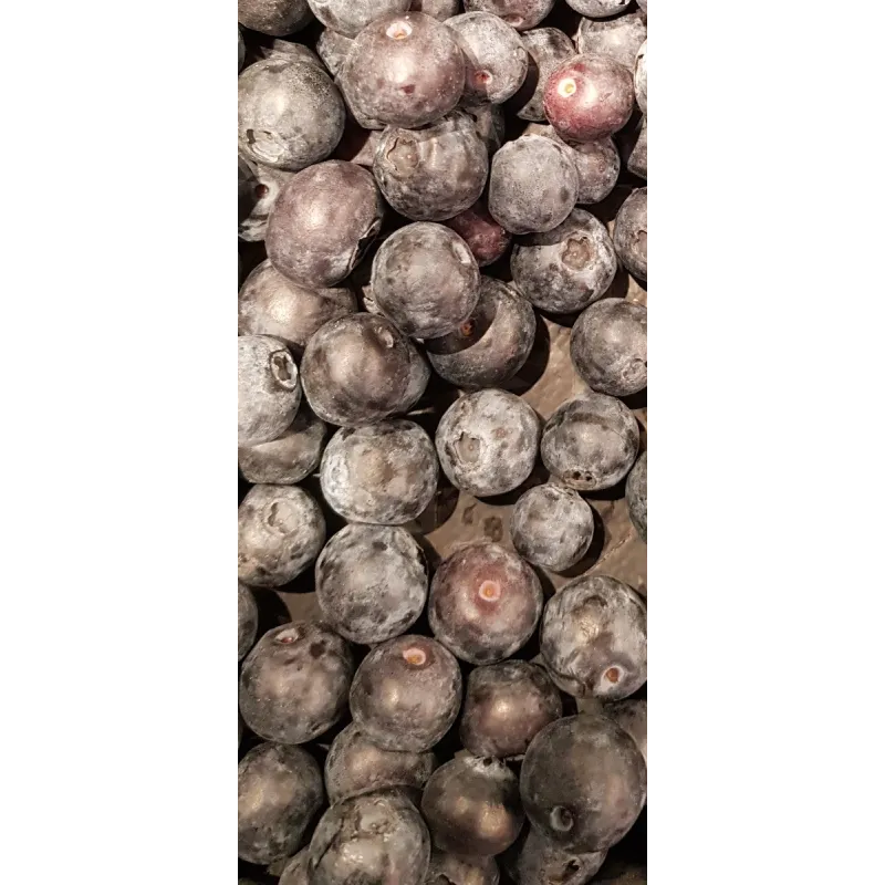 Vaccinium corymbosum 'Patriot' / Myrtillier 'Patriot / Godet / Fruitier