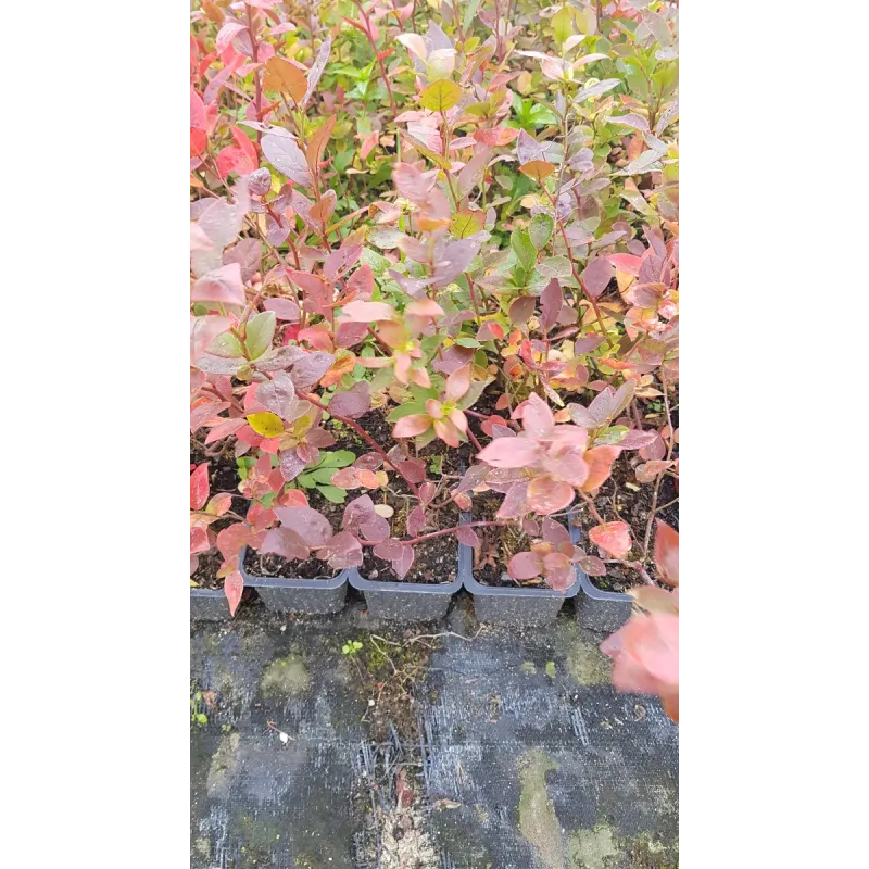Vaccinium corymbosum 'Duke' / Myrtillier Duke / Godet / Fruitier