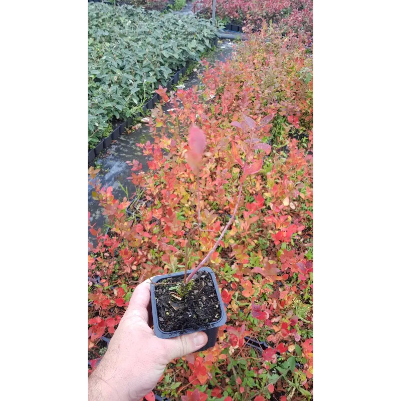Vaccinium corymbosum 'Spartan' / Myrtillier Spartan / Godet / Fruitier