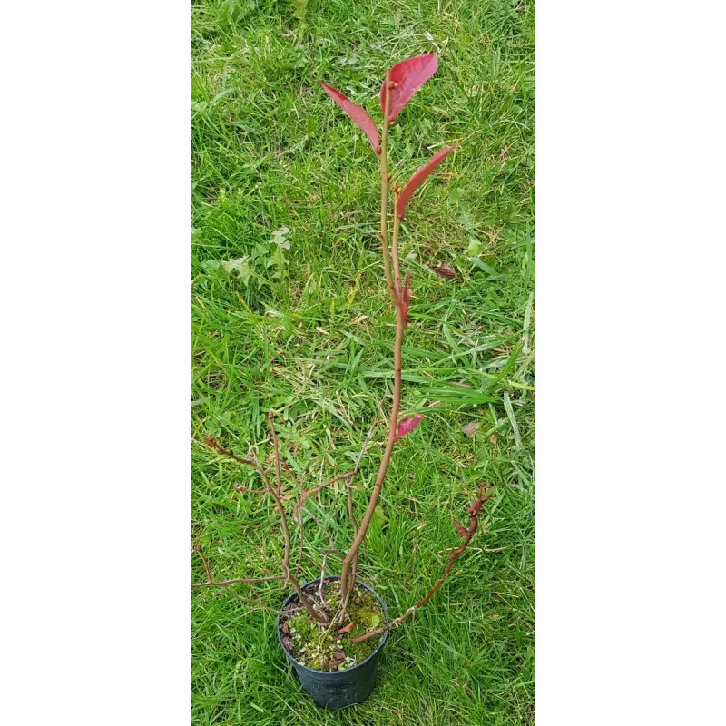Vaccinium corymbosum 'Blue Gold' / Myrtillier Blue Gold / conteneur de 0.5 à 0.9 litres / Fruitier