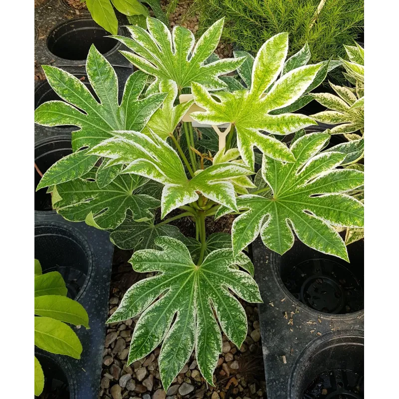 Fatsia japonica SPIDER'S WEB® 'Tsumugi-shibori' / Aralie du Japon panaché / Conteneur de 3 à 4 litres