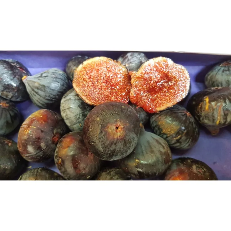 Ficus carica 'Violette de Solliès' / Figuier 'Violette de Solliès' / Conteneur de 1 à 1.9 litres / Fruitier