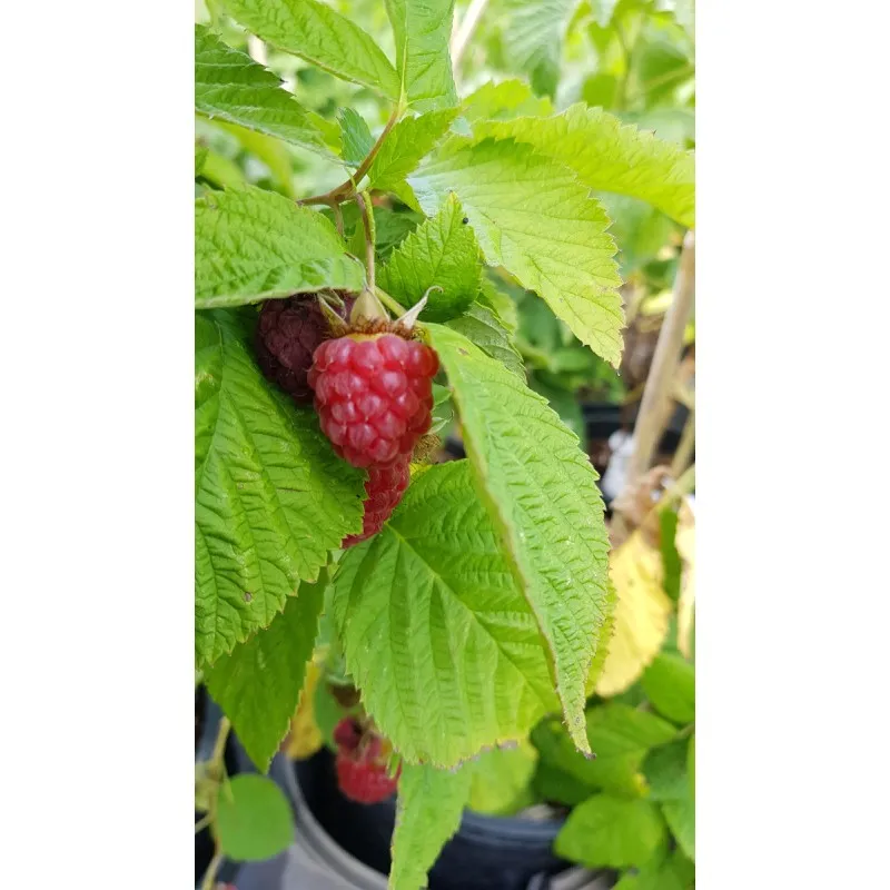 Rubus idaeus 'Zeva' / Framboisier 'Zeva' (Remontant) / Conteneur de 1 à 1.9 litres