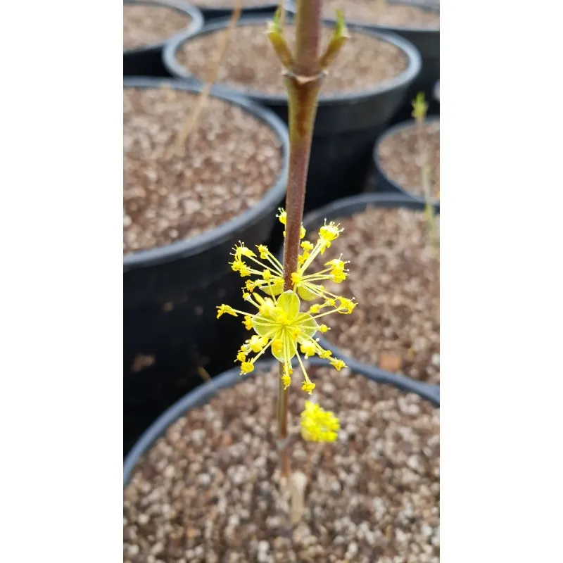 Cornus mas / Cornouiller mâle / Conteneur de 1 à 1.9 litres / Fruitier