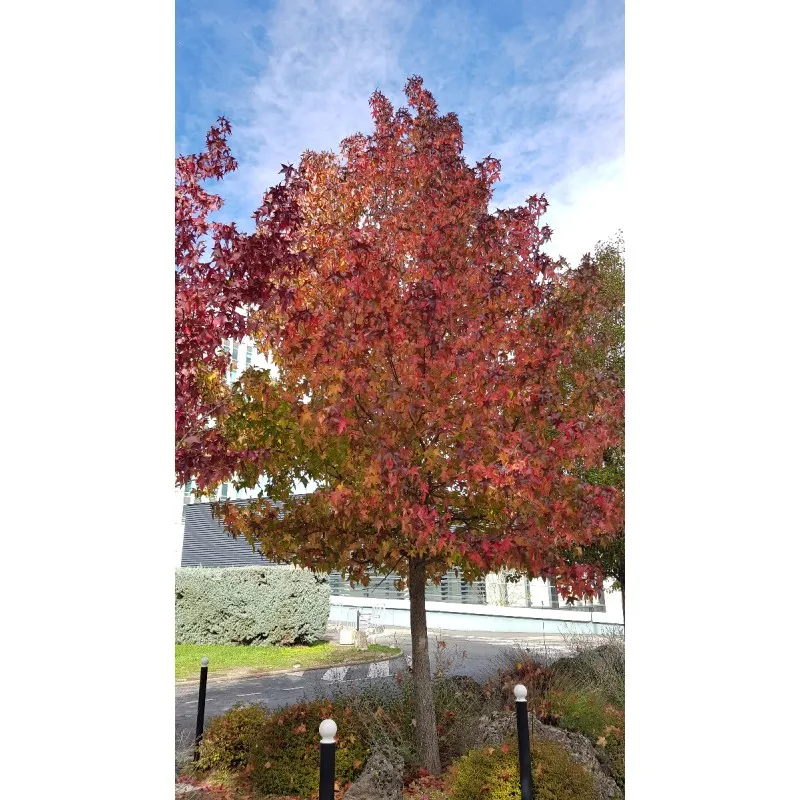 Liquidambar styraciflua / Copalme d'Amérique / Godet / Arbre