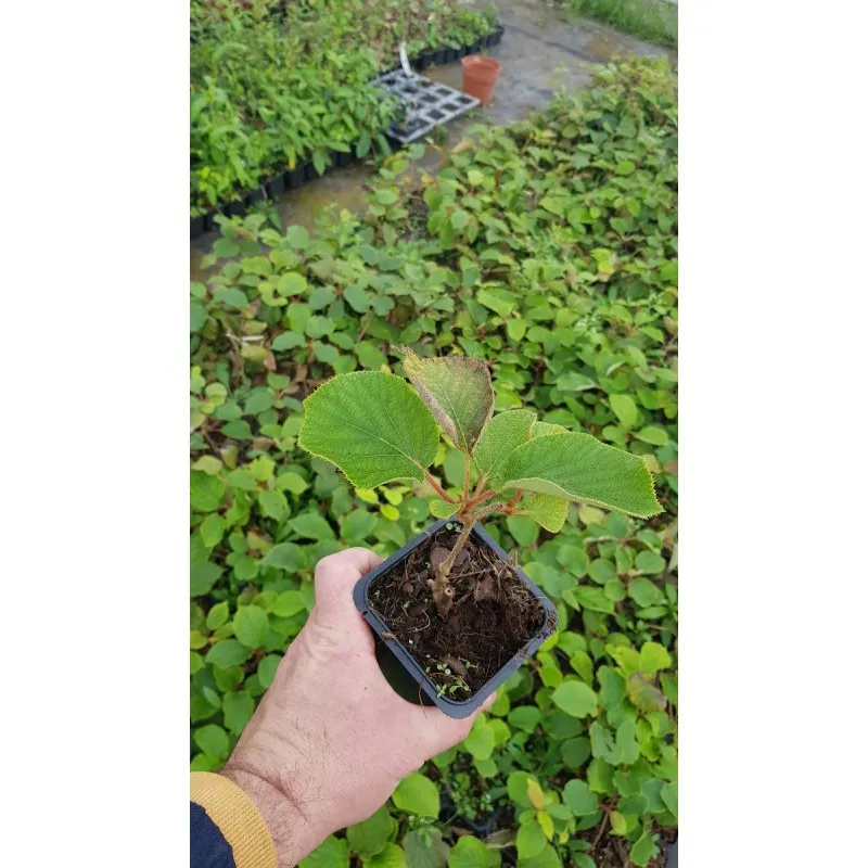 Actinidia deliciosa 'Tomuri' / Kiwi 'Tomuri' (Mâle) / Godet / Fruitier