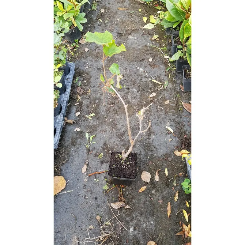 Actinidia deliciosa 'Tomuri' / Kiwi 'Tomuri' (Mâle) / Conteneur de 1 à 1.9 litres / Fruitier